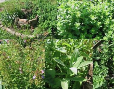 Dehydrating Herbs: Easy, Aromatic and Thrifty Image